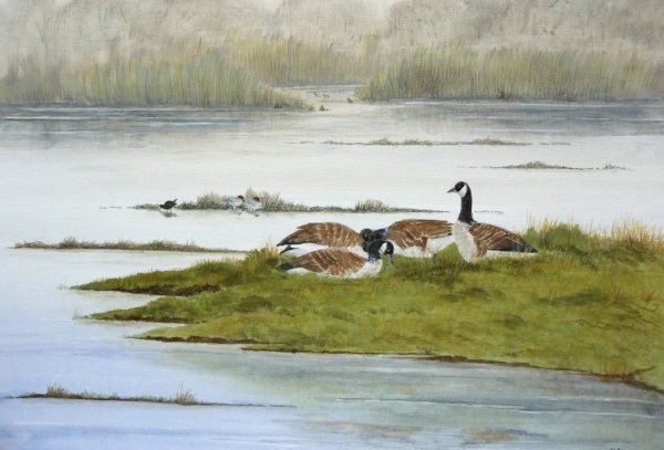 Canada Geese