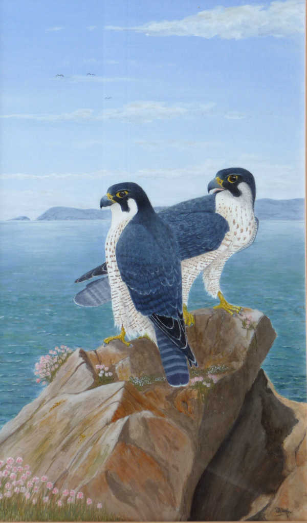 Pair of Pembrokeshire Peregrines