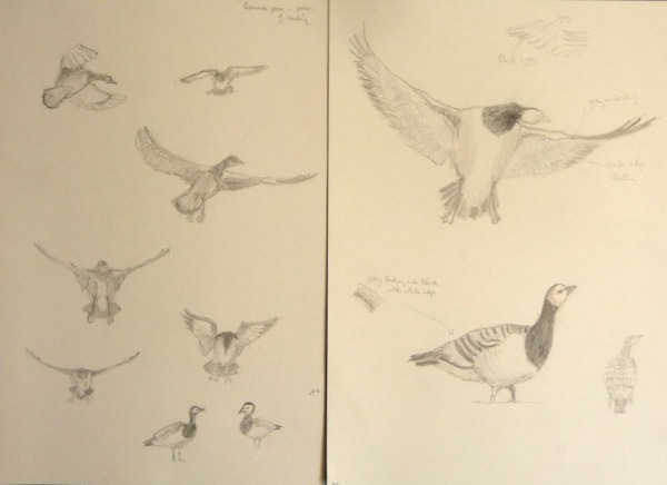 sketches of Barnacle Geese