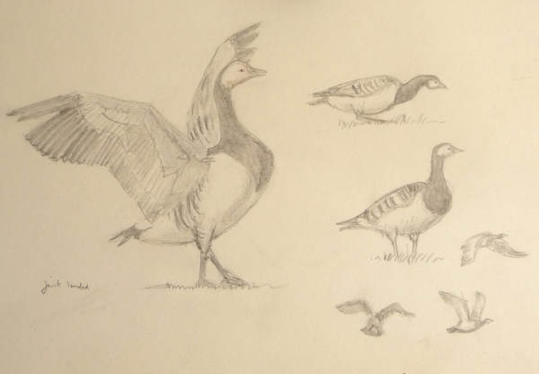 sketches of Barnacle Geese