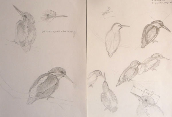 sketches of Kingfishers