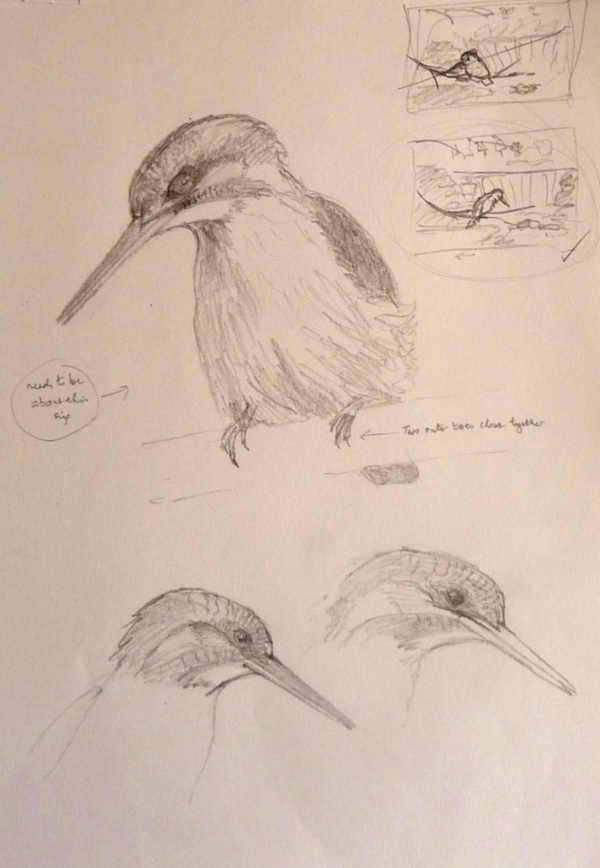 sketches of Kingfishers