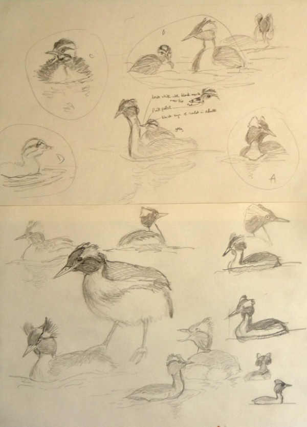 sketches of Slavonian grebe