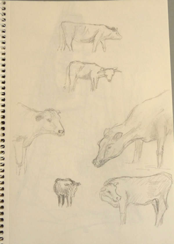 sketches of cattle