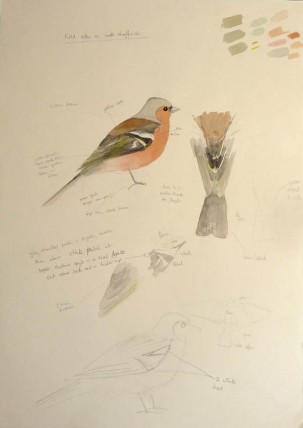 sketches of male chaffinch