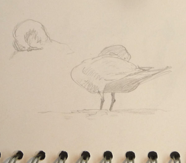 sketches of mute swan