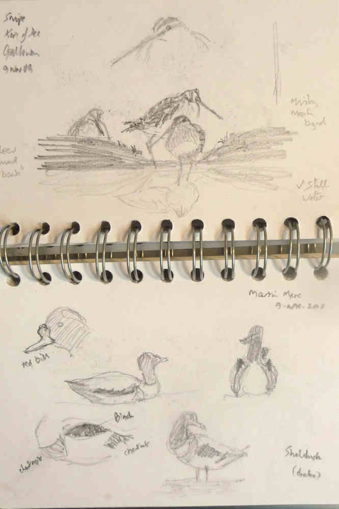 sketches of snipe