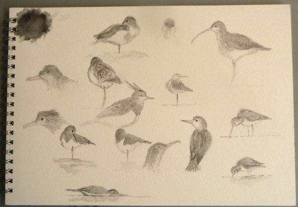 sketches of waders